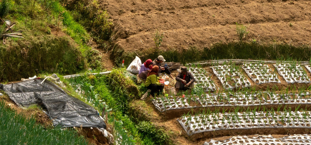Logística de exportación agrícola Panamá