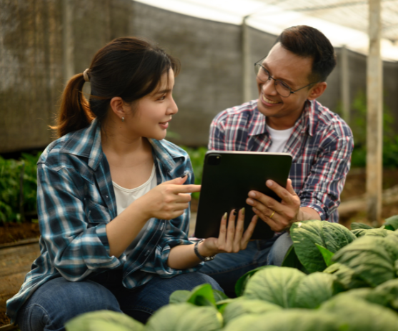 Envío aéreo de piña MD2