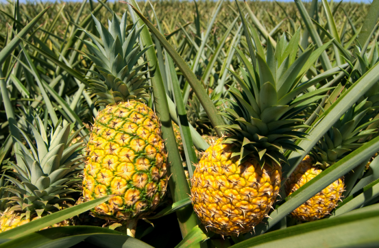 Piña MD2 panameña para exportación a Europa