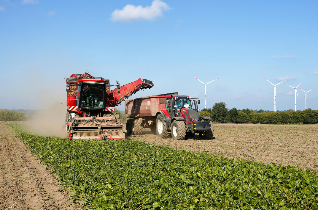 Exportación FOB piña Panamá
